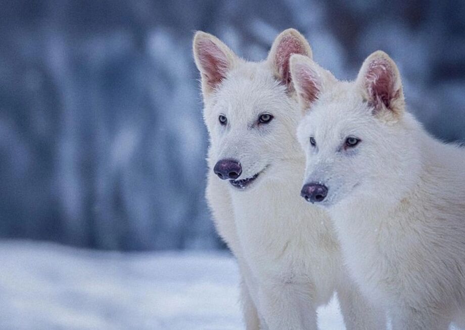 Lobos-terríveis: a espécie extinta há cerca de 15 mil anos ficou famosa na série Game of Thrones; cientistas da Colossal Biosciences dizem ter recriado o animal.