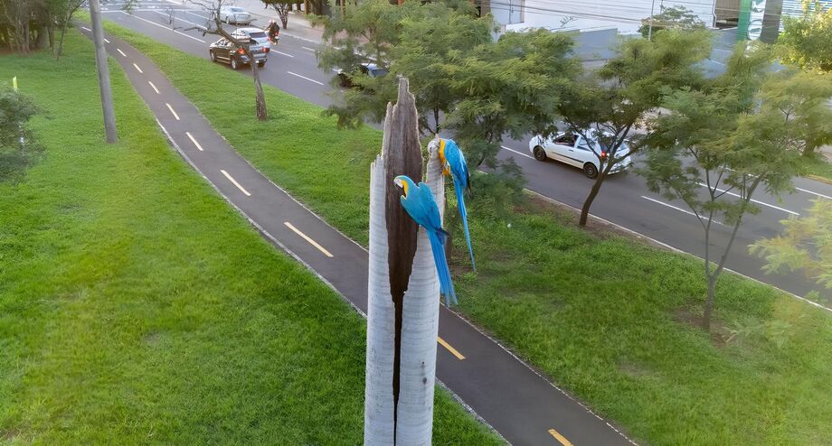 Araras-canindés utilizam tronco seco de coqueiro como ninho em plena Avenida Afonso Pena, uma das principais vias de Campo Grande (MS)