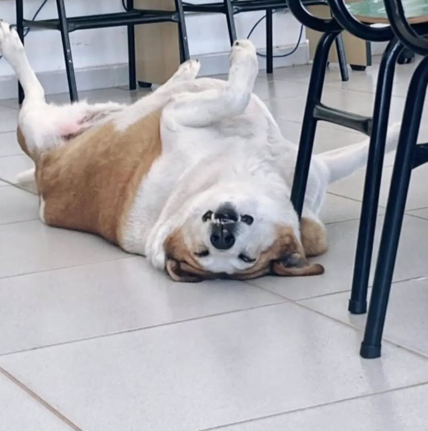 Cachorro Silveira é descrito como pró-reitor de Assuntos Caninos da UFSM