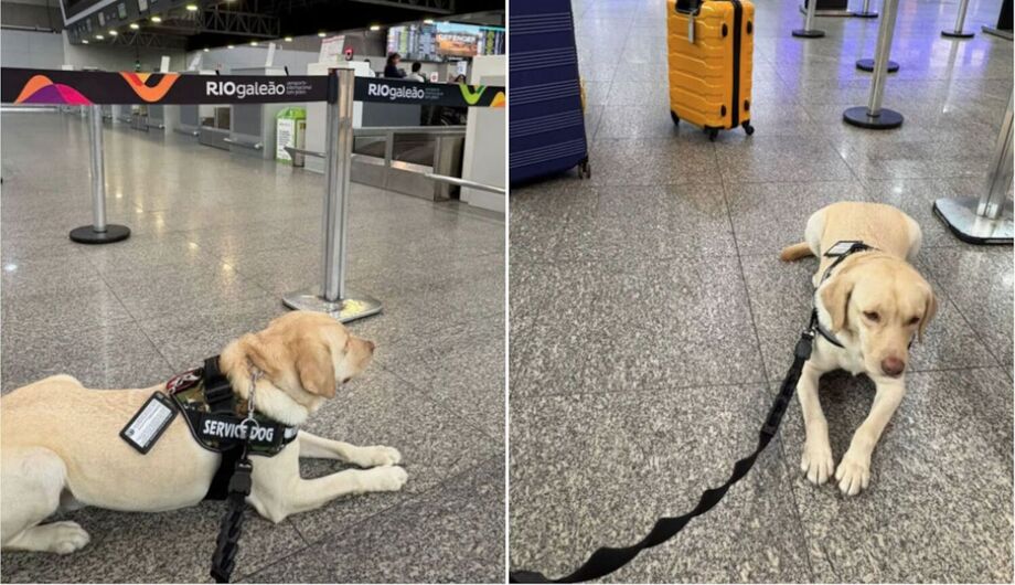 Teddy, cão de serviço de tutora com transtorno do espectro autista (TEA), teve transporte autorizado pela Justiça do Rio, mas negado por companhia aérea