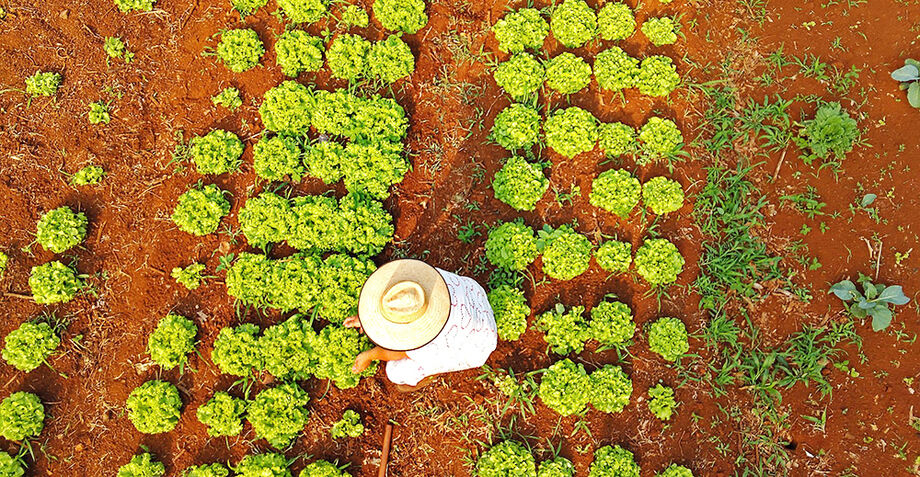 Governo Lula amplia crédito da agricultura familiar em quase 50% e alcança R$ 78 bi no Plano Safra 2025/26.