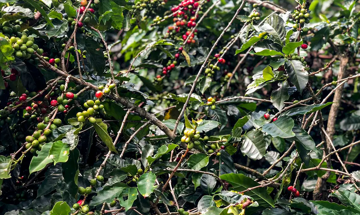 Produção de café deverá ser de 55,7 milhões de sacas em 2025.