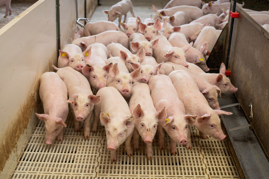 ASUMAS lança protocolo para certificar e promover boas práticas sustentáveis na suinocultura de MS