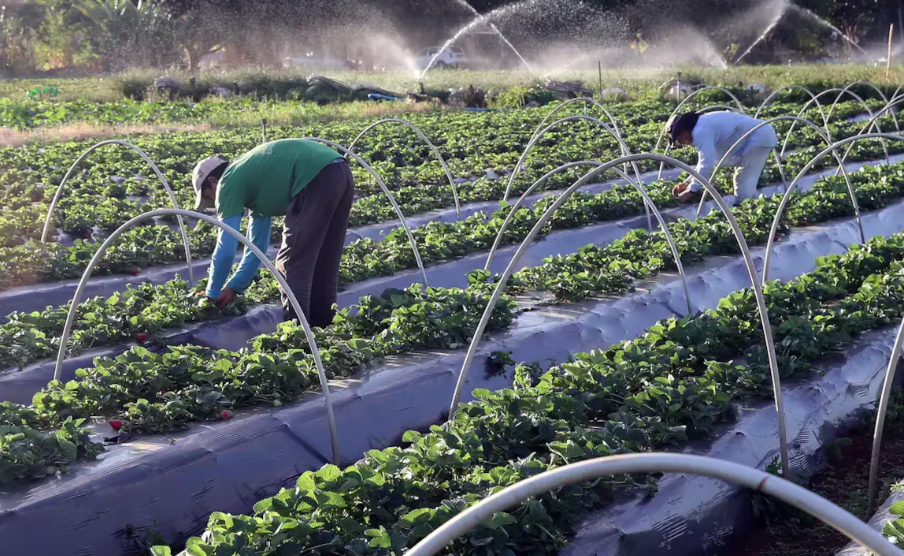 Produtores rurais do RS podem renegociar dívidas com o Banco do Brasil com prazos de até nove anos, segundo MP 1.314