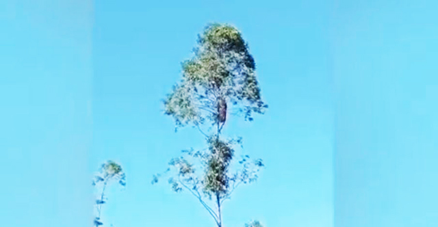 Cena rara: onça-parda é filmada subindo árvore em área rural de Mato Grosso do Sul