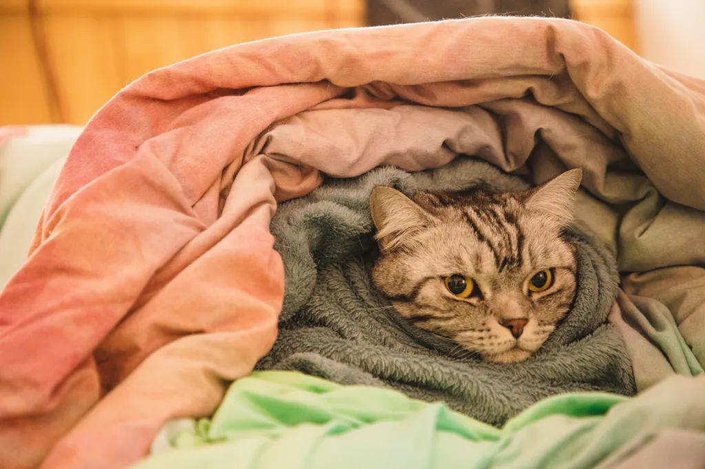 Assim como os humanos, cães e gatos sentem os efeitos do frio e podem ficar doentes. Médicos veterinários orientam reforçar os cuidados na estação