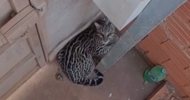 Jaguatirica foi encontrada no quintal de uma casa no bairro Jardim Félix, em Aparecida do Taboado, e resgatada com segurança pela Polícia Ambiental.