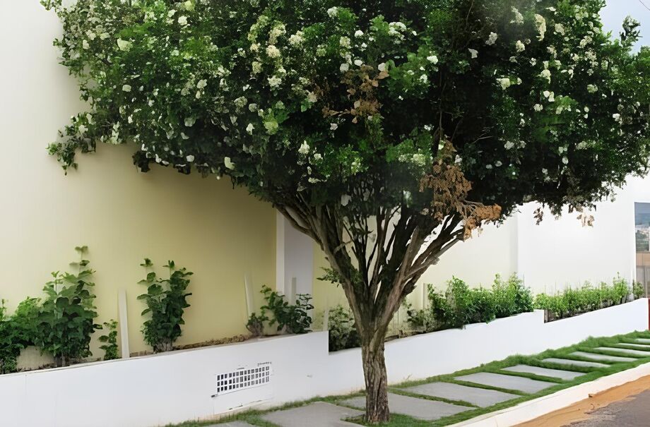 A murta de cheiro é uma planta de folhagem perene originária das regiões do Mediterrâneo, conhecida por ter folhagem verde vibrante, flores brancas ou rosa pálido e exalar um aroma agradável