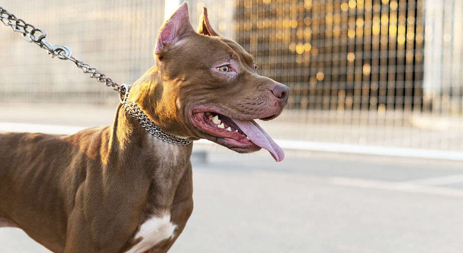 Pitbull escapou e matou cadela durante passeio com tutoras em bairro de Campo Grande; Tribunal manteve valor da indenização por danos morais