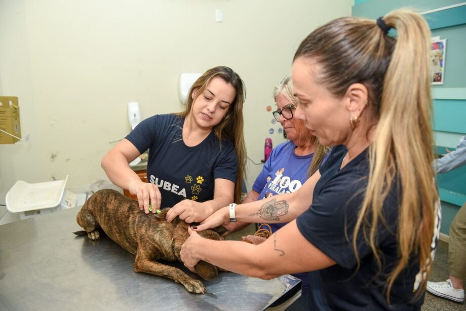 A brucelose canina é uma doença infectocontagiosa causada pela bactéria Brucella canis