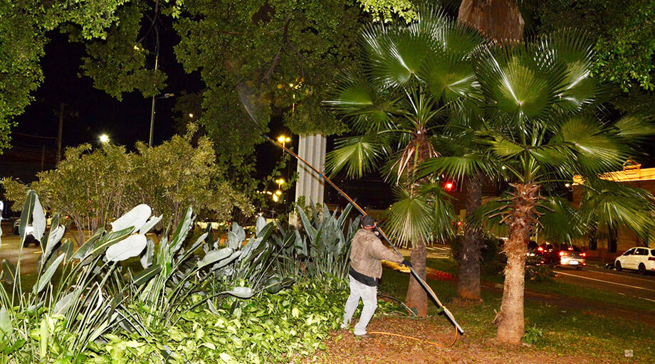 Figueiras tratadas com óleo de neem compõem o paisagismo das principais avenidas de Campo Grande