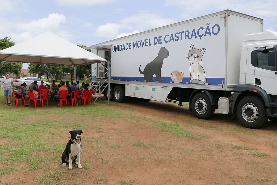 Projeto vai atender gratuitamente cães e gatos com castração, microchipagem e remédio preventivo