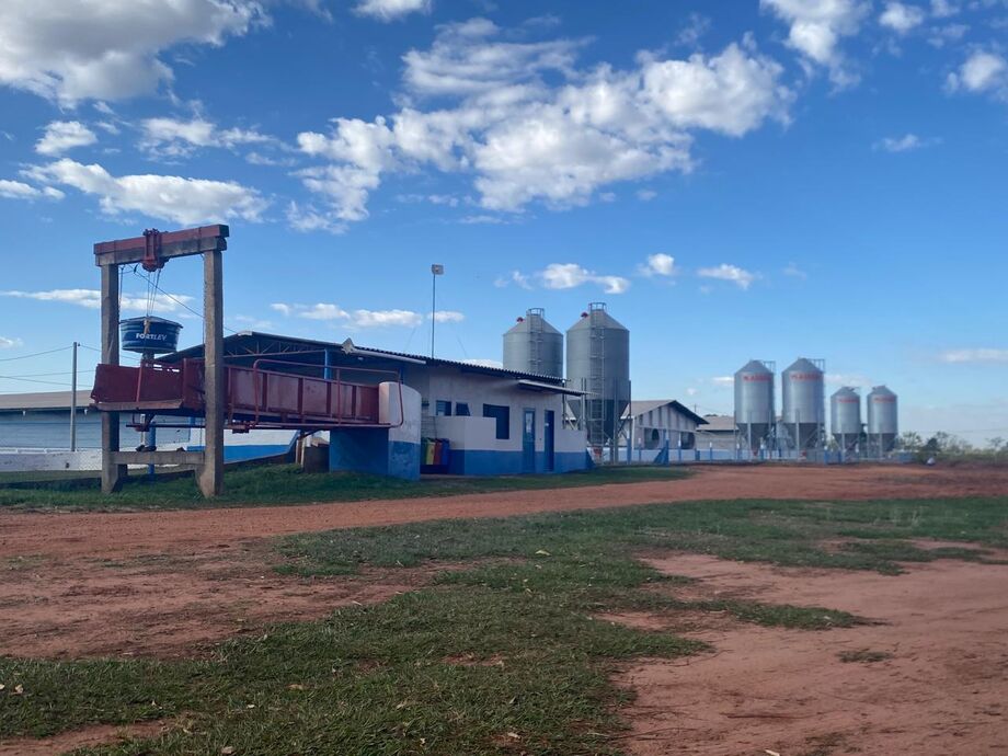 Granjas do MS passam por visitas para garantir saúde dos porcos e proteção ambiental
