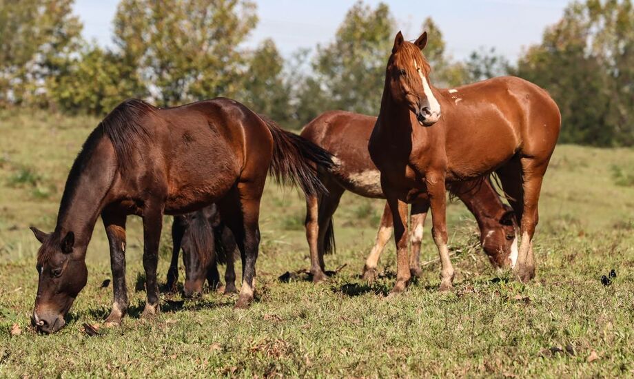Ao menos 245 cavalos morreram após terem consumido rações equinas contaminadas.