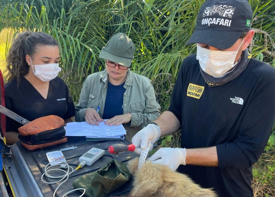 CRAS e Imasul soltam animais reabilitados no Pantanal, com monitoramento inédito e parceria do projeto Onçafari.