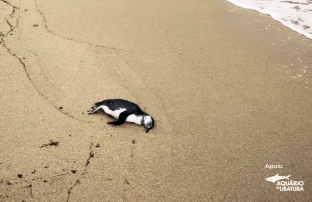 Pinguim é encontrado morto na Praia do Itaguaçu, em Ilhabela.