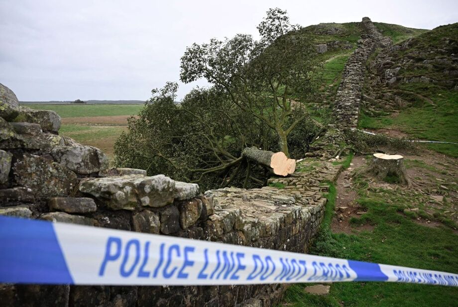Imagem mostra a árvore Sycamore Gap após ser derrubada na Muralha de Adriano, no norte da Inglaterra, em setembro de 2023