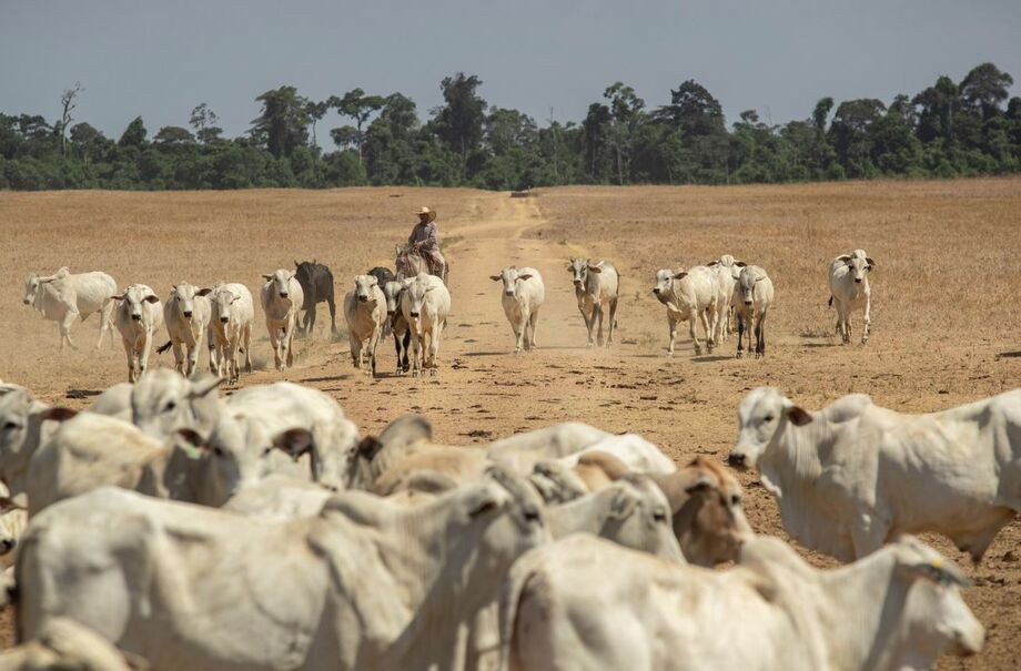 EUA compram 4,5% da produção anual de carne bovina brasileira