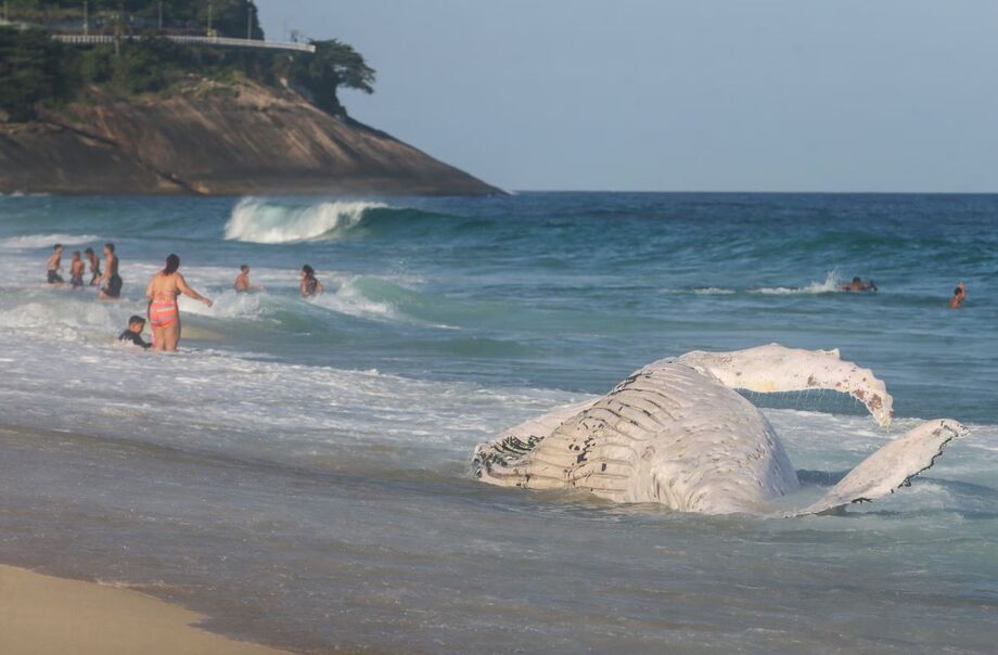 Em plena temporada de migração desses animais, que vêm da Antártida em busca de águas quentes para reprodução, cresce também o risco de um turismo de observação sem controle.