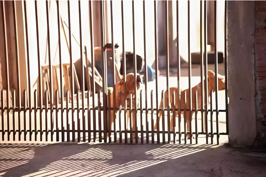Jovem de 21 anos foi atacado por pitbulls no último sábado (12)