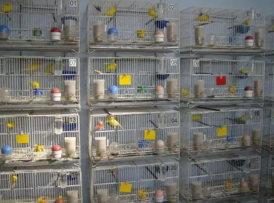 Portaria propõe restrições para feiras com aves silvestres como forma de conter avanço da gripe aviária no Estado