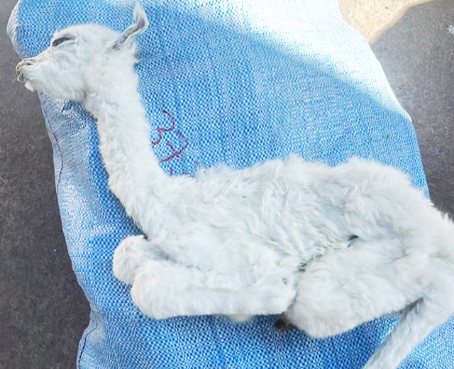 Fetos empalhados de lhama e porco foram encontrados escondidos em ônibus com carga irregular e incinerados por risco sanitário