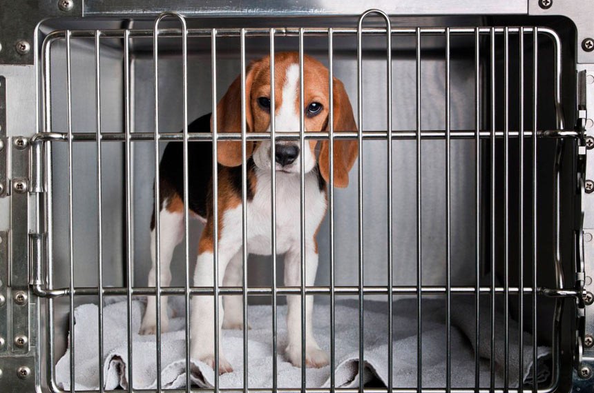Cães da raça beagle estão entre os animais utilizados em testes com cosméticos