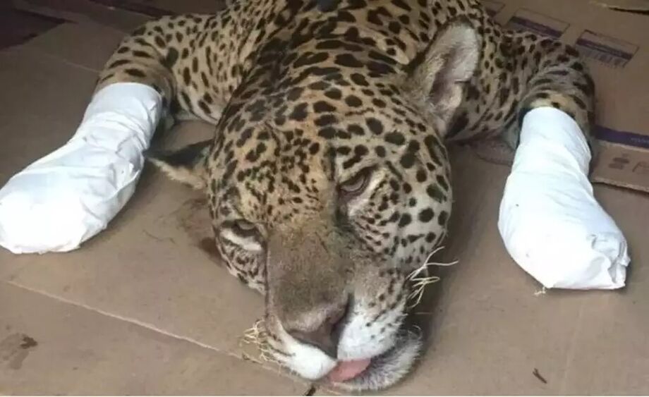 Estudo mostra que onças do Pantanal cresceram e mudaram a alimentação após incêndios e seca.