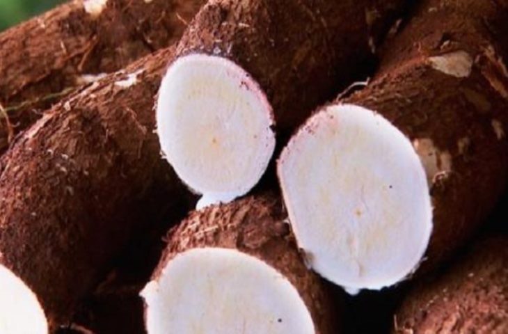 Produtores de mandioca em Mato Grosso do Sul poderão vender fécula e farinha direto para o governo