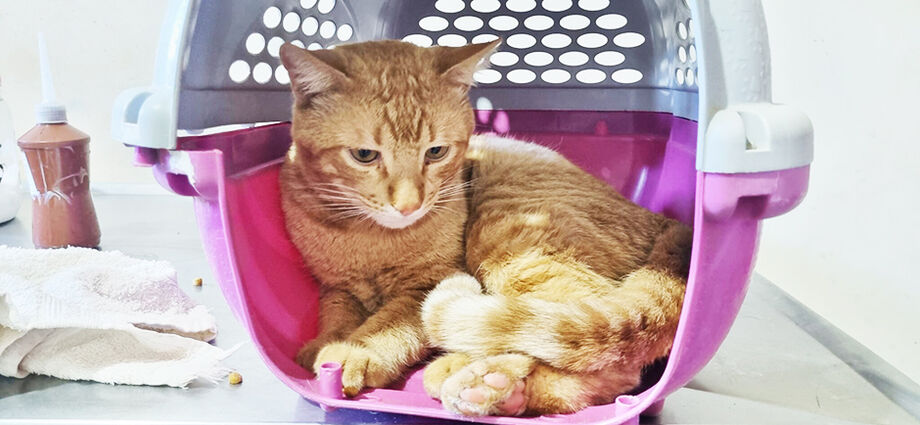 Em Campo Grande, dois gatos foram feridos por disparos de chumbinho em menos de uma semana, gerando alerta para violência contra animais. Denúncias podem ser feitas à Central 156.