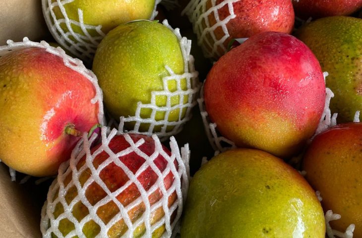Preços da cebola e manga caem, enquanto melão e tomate apresentam aumento na Ceasa-MS nesta semana
