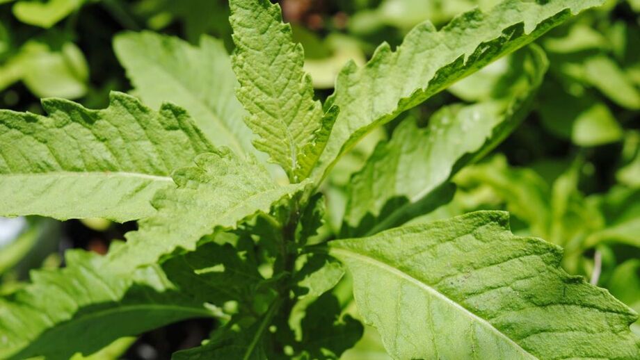 Mastruz foi uma das plantas catalogadas pelo pesquisador Hemerson Dantas dos Santos Pataxó Hãhãhãi
