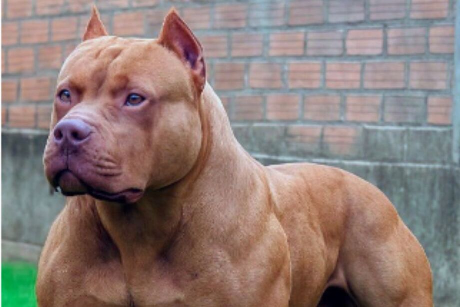 Decreto proíbe circulação de pitbulls em SC e responsabiliza tutor por eventuais danos