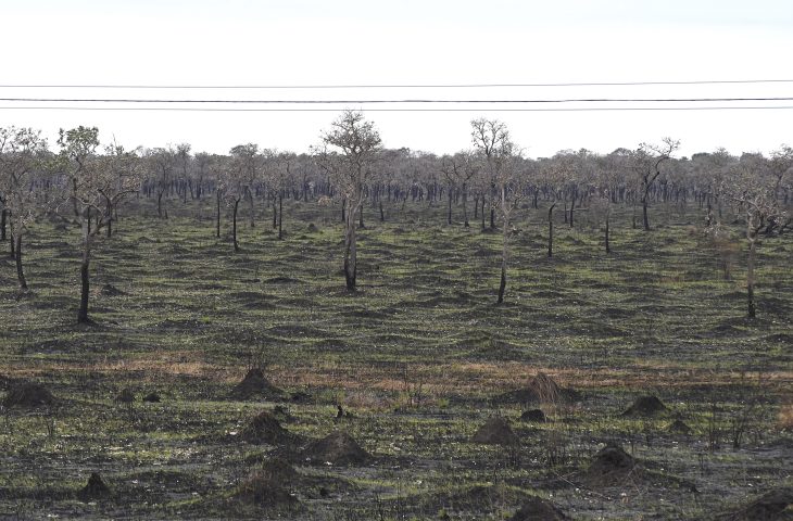 Área queimada no Pantanal cai 92,8% em junho com ações preventivas e clima favorável