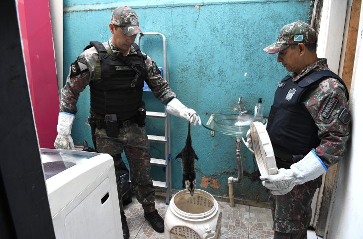 De acordo com a PMA, não é raro que animais silvestres apareçam em regiões urbanas