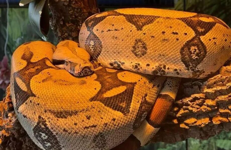 Sucuri de aproximadamente 3 metros, resgatada no Pará, é uma das atrações do Bioparque Pantanal, onde vive em recinto adaptado.