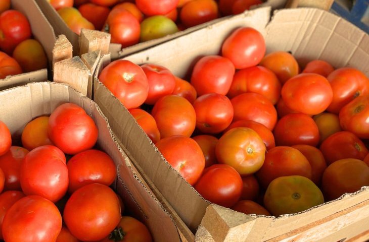 Preços da couve e do tomate 'despencam' na Ceasa-MS, mas frio encarece abobrinha