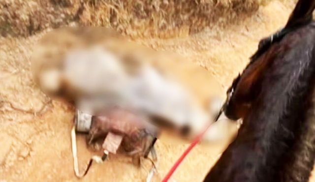 Cavalo foi mutilado em Bananal, interior de São Paulo; caso gerou revolta nas redes sociais.