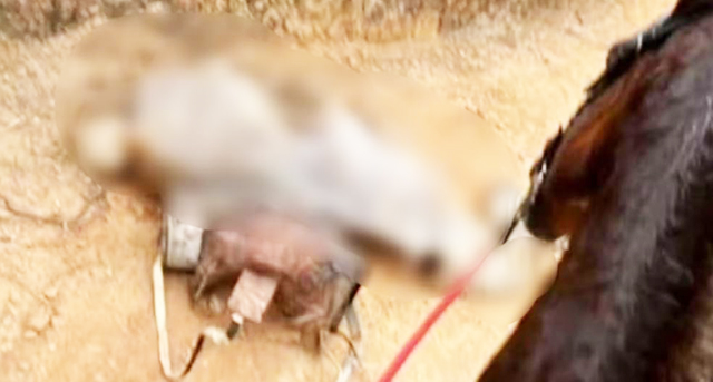 Polícia investiga denúncia de maus-tratos a cavalo mutilado com facão em Bananal.