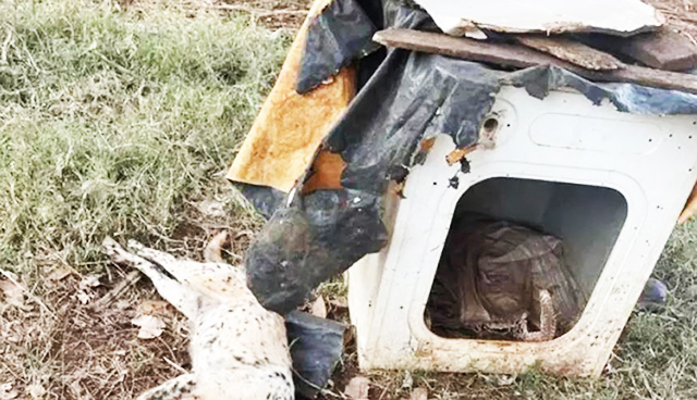 Cachorro morto após ataque de abelhas