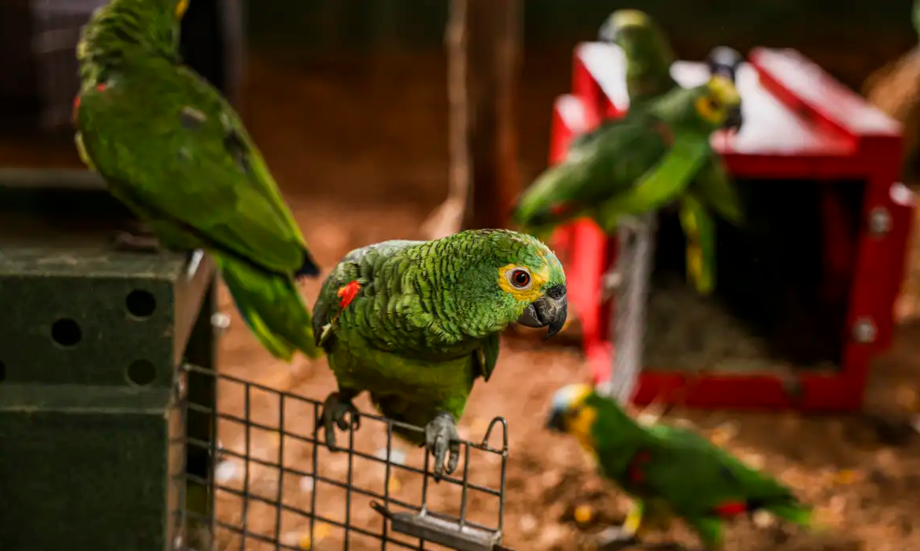 Aves trinca-ferros
