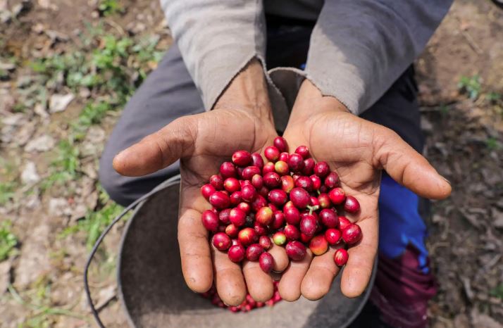 China habilita 183 empresas brasileiras para exportar café e amplia espaço no mercado após tarifas dos EUA.