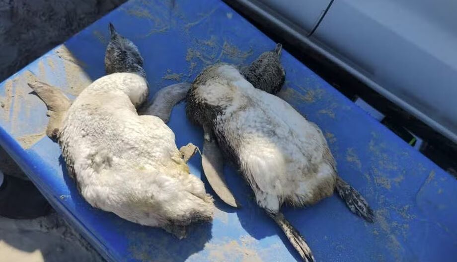 Equipe do IPeC realiza monitoramento de pinguins encalhados no litoral sul paulista durante a temporada de 2025