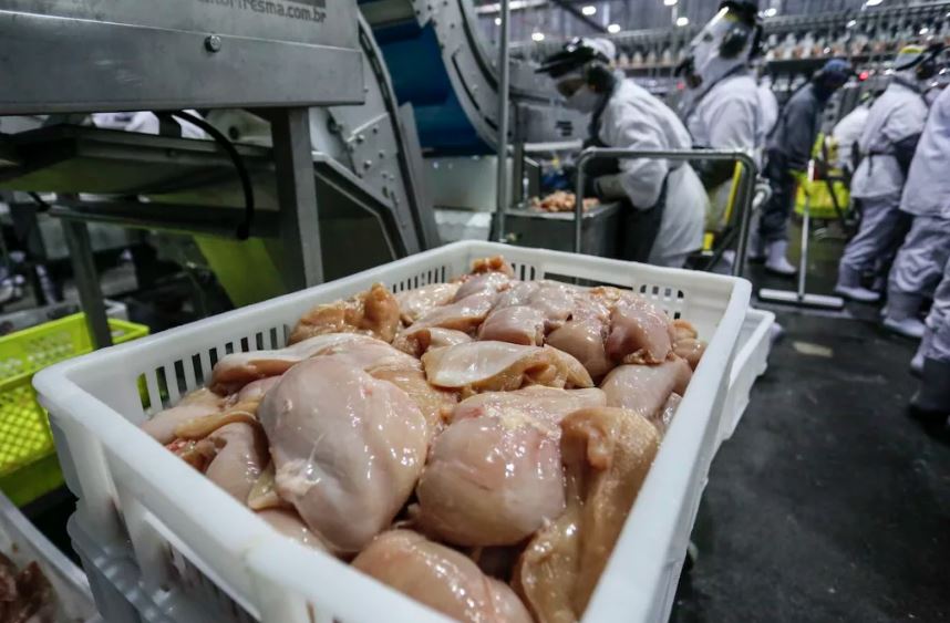 O Brasil retoma as exportações de produtos avícolas para o Chile, após ser reconhecido como livre de gripe aviária de alta patogenicidade.