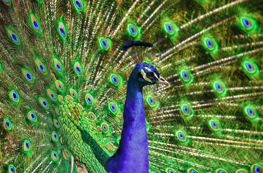 Aves ornamentais poderão ser exportadas do Brasil para os Emirados Árabes após acordo sanitário entre os países