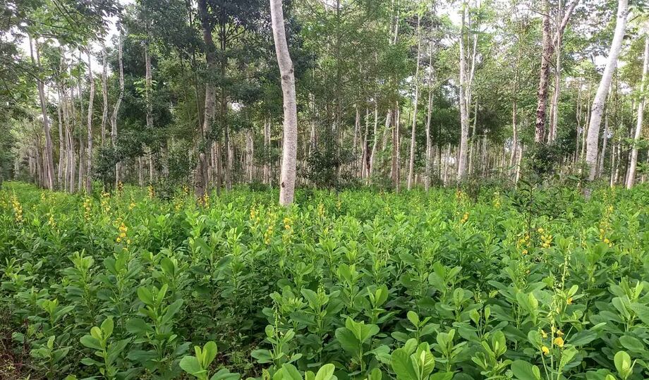 Programa Floresta Viva apoia projetos de restauração ecológica com espécies nativas e sistemas agroflorestais em áreas degradadas