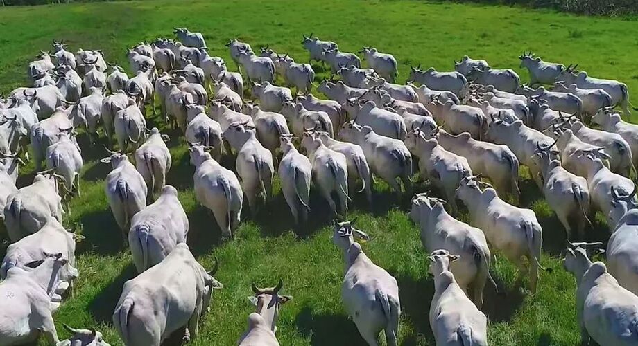 A agropecuária é responsável por três quartos das emissões de metano no Brasil, principalmente devido à fermentação entérica do gado.