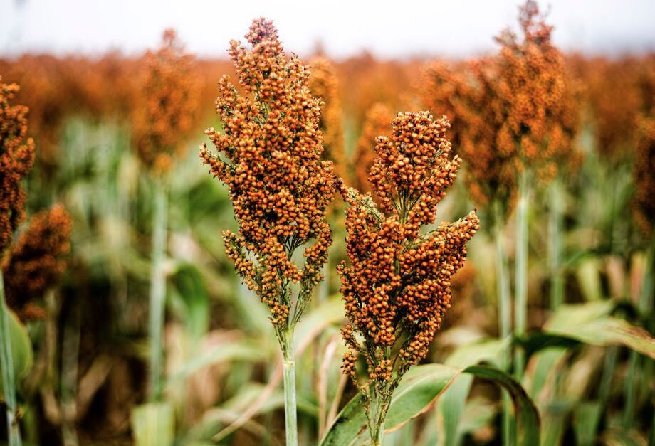 Acordo de pré-listing entre Brasil e China abre portas para o comércio de sorgo, com expectativa de aumento significativo nas exportações.