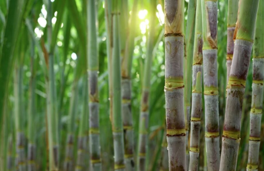 Bioenergia Brasil e Unica apoiam ação do governo federal contra tarifas dos EUA sobre produtos brasileiros, destacando o etanol como solução para a descarbonização e a transição energética.