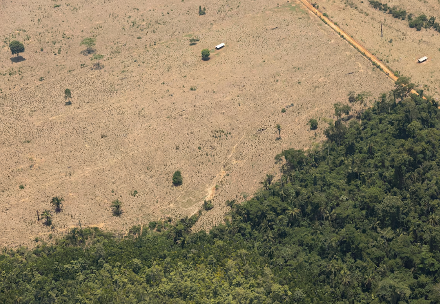 Amazônia registra aumento no desmatamento, enquanto Cerrado apresenta queda significativa